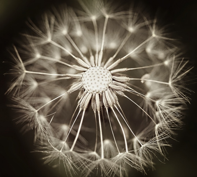 Dandelion by Maureen Tyrrell
