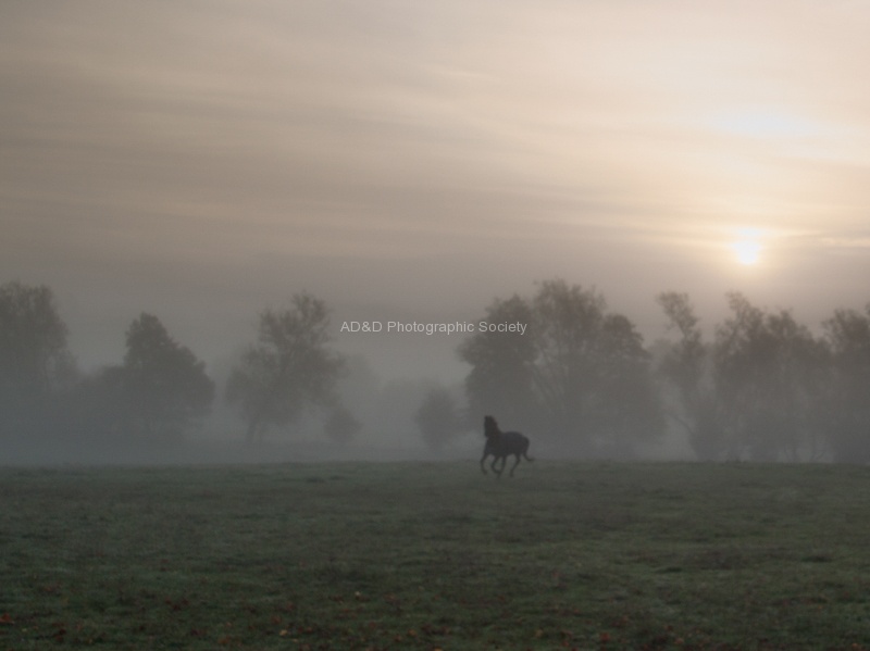 Horse in Mist.jpg