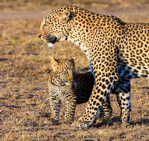 Leopard, Kenya.jpg