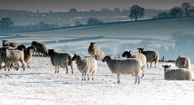 Sheep.jpg
