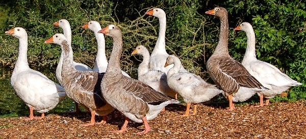 Wendy_Meagher_-_Gaggle_of_Geese.jpg