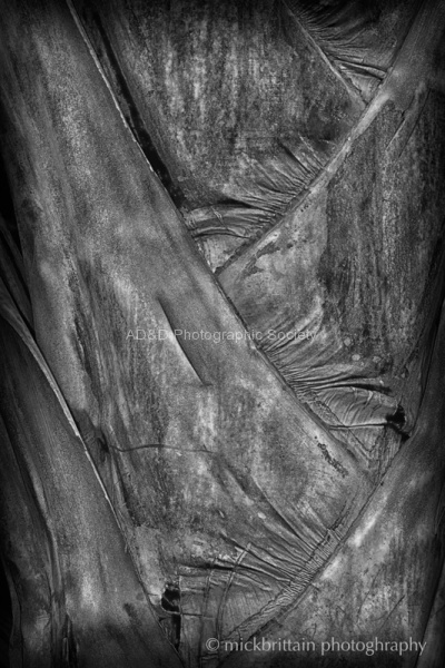 Mick 1 Palm Bark Grain.jpg