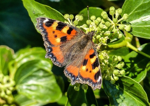 Richard_Broadbent_-_Small_Tort