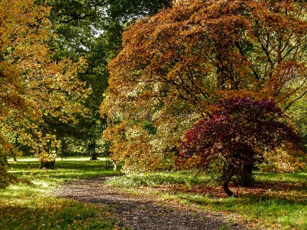 Richard_Broadbent_-_Westonbirt