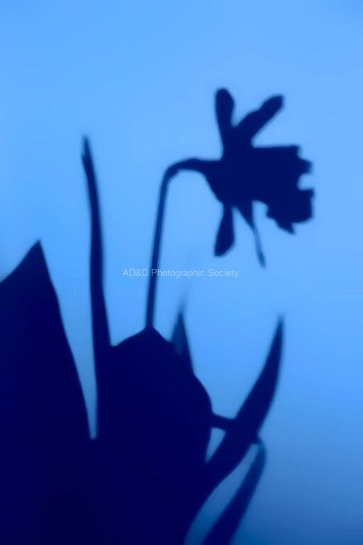 Maureen Tyrell - Daffodil