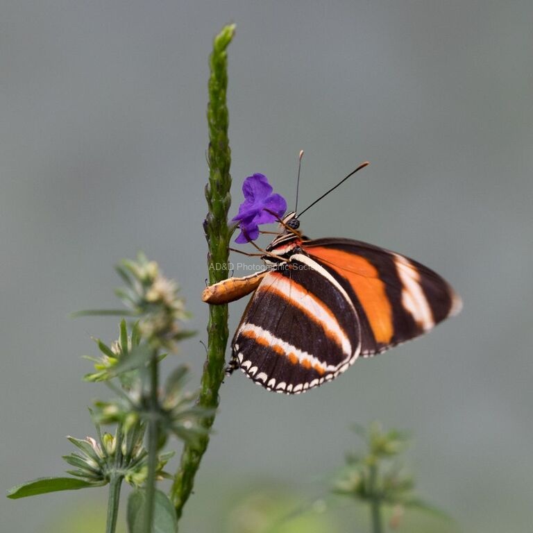Nick Hardwick - Butterfly-35
