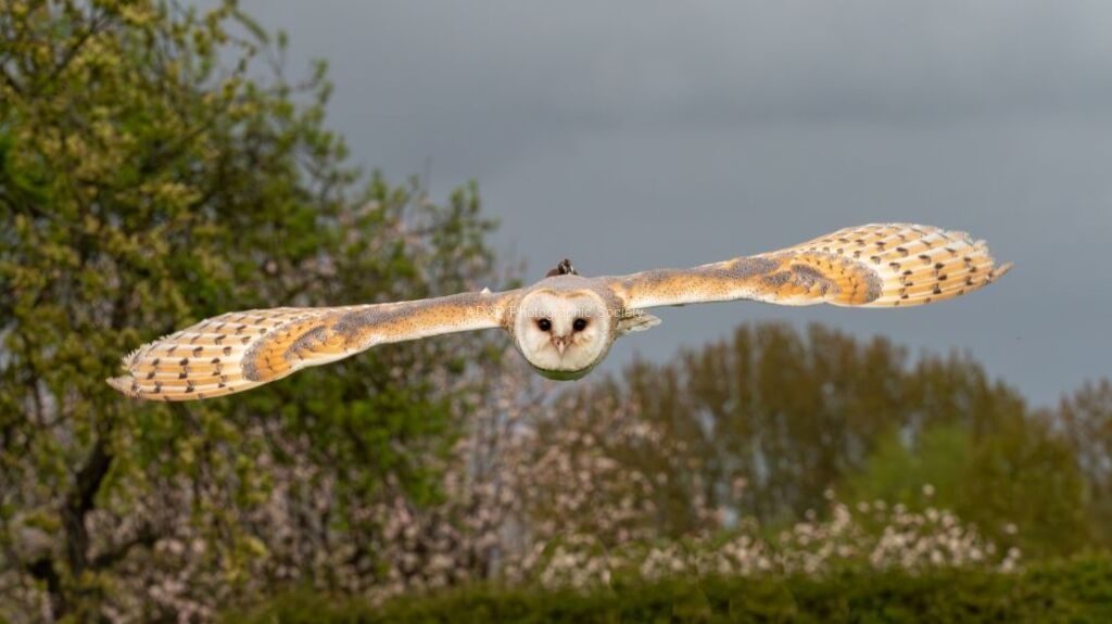 Colin Lamb - Barn owl in flight 2