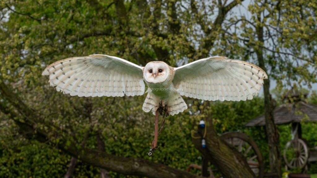Colin Lamb - Barn owl in flight 4