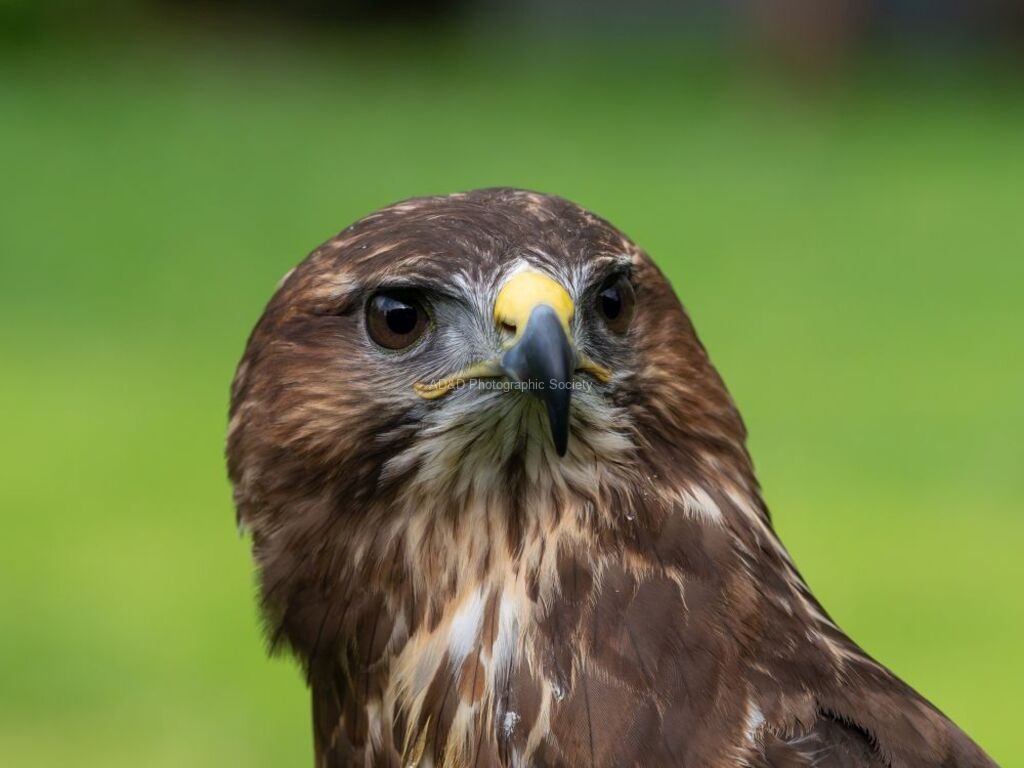 Colin Lamb - Buzzard 1