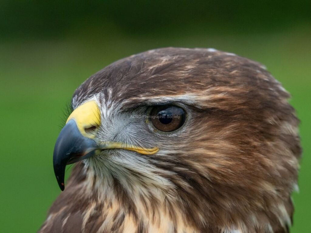 Colin Lamb - Buzzard 5