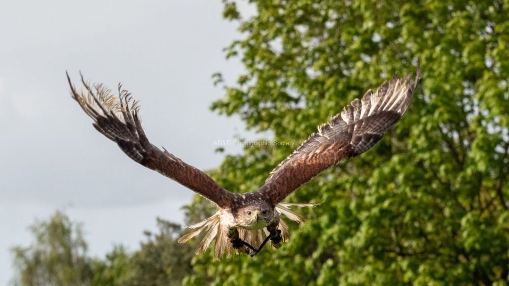 Colin Lamb - Ferruginous hawk 2