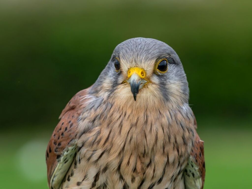 Colin Lamb - Kestrel 1