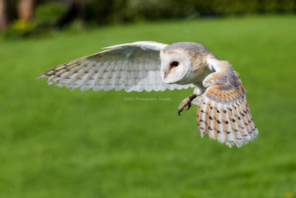 Jim Muller - Barn Owl-1