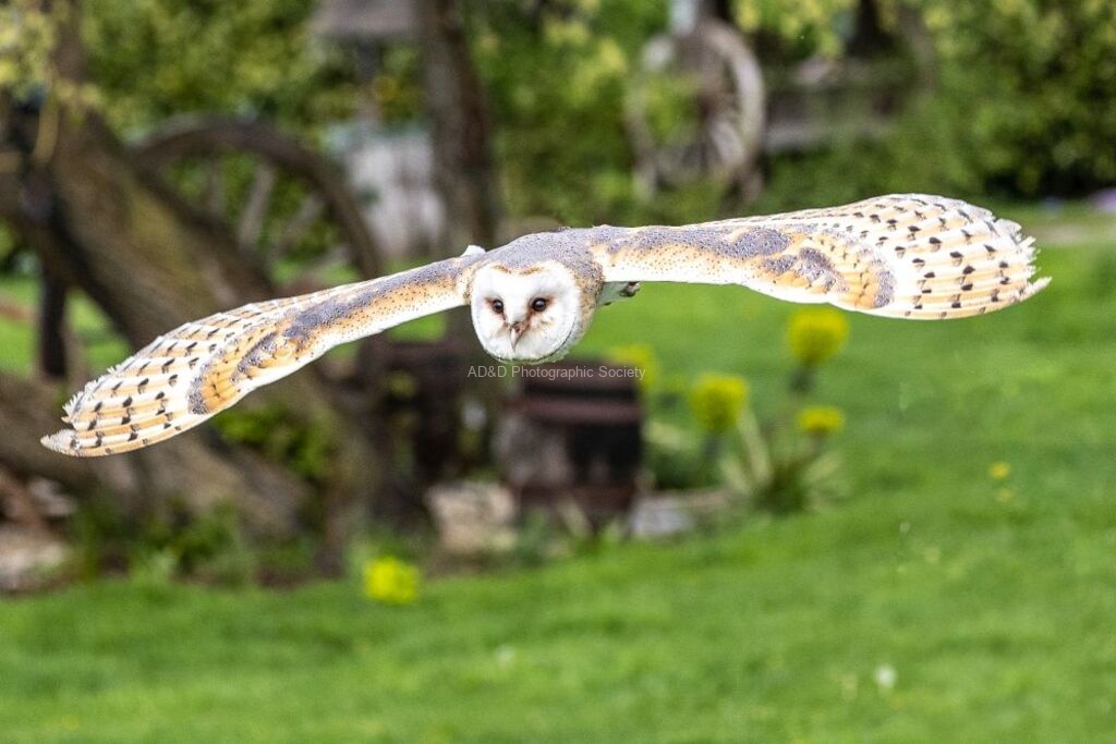 Jim Muller - Barn Owl-2