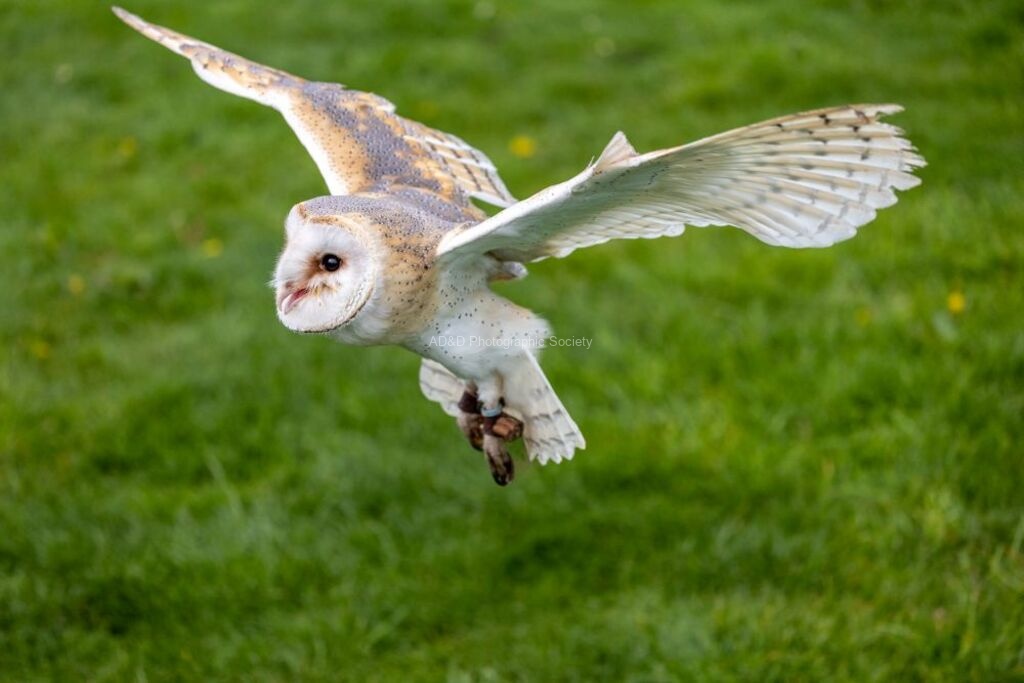 Jim Muller - Barn Owl-3