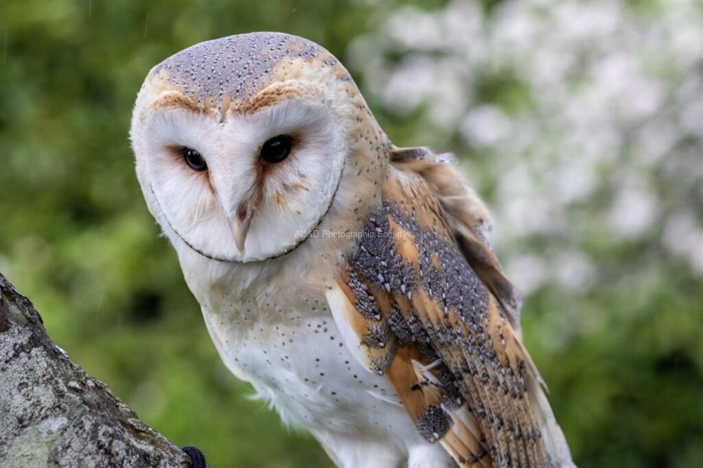 Jim Muller - Barn Owl-4