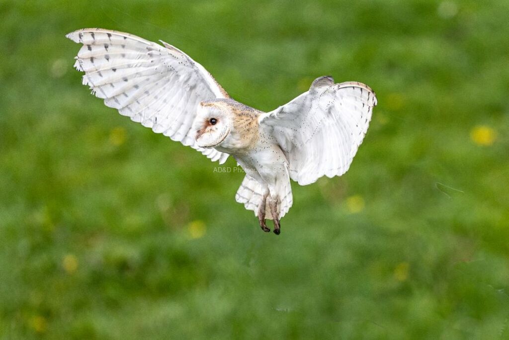 Jim Muller - Barn Owl-5