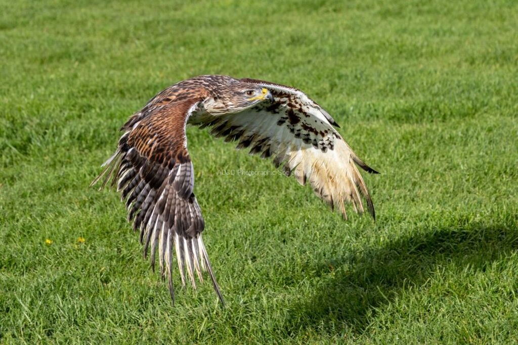 Jim Muller - Hawk-1