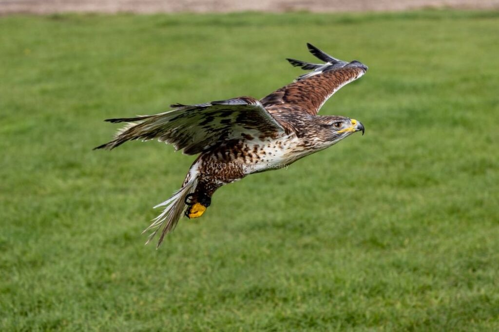 Jim Muller - Hawk-2