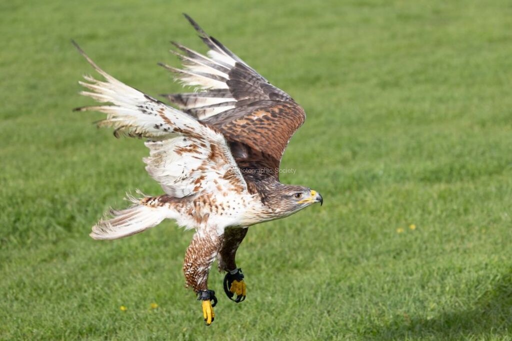 Jim Muller - Hawk-3
