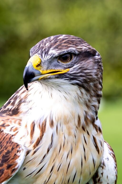 Jim Muller - Hawk-4