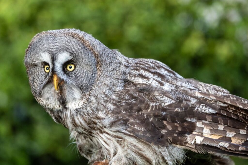 Jim Muller - Owl-2