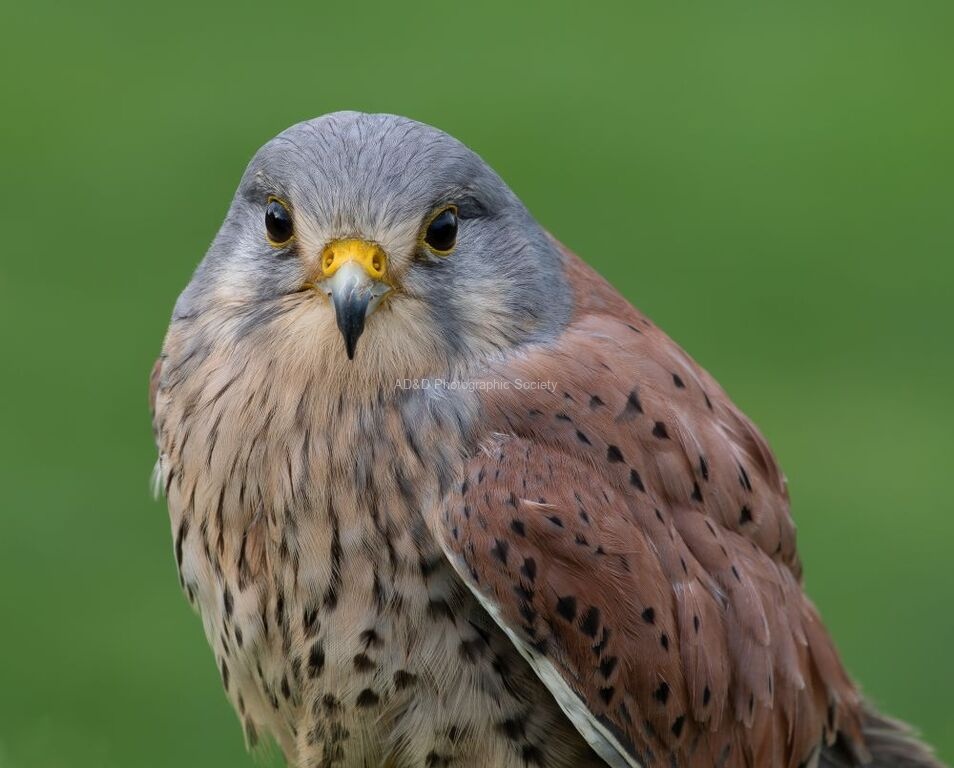 Martyn Pearse - Kestral