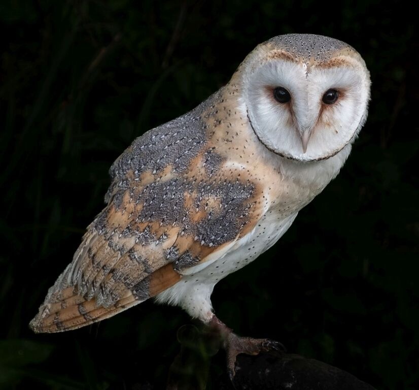 Martyn Pearse - Owl_perch