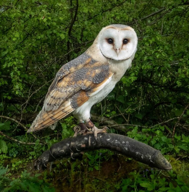 Miggy Wild - baby owl 3