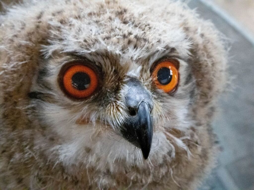 Miggy Wild - baby owl