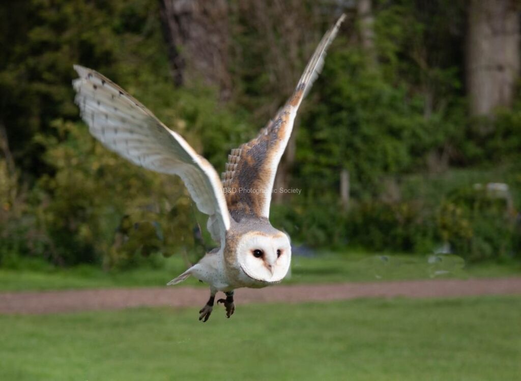 Miggy Wild - barn owl