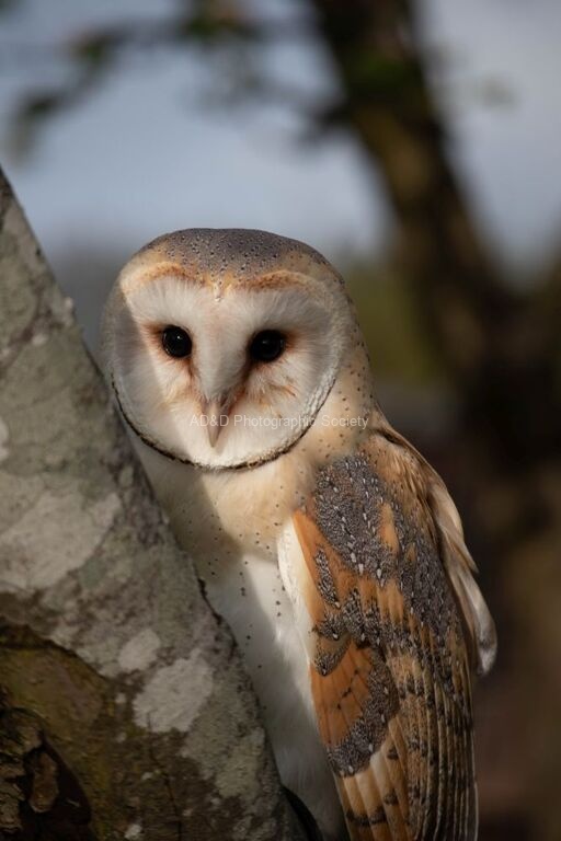 Miggy Wild - barn owl2