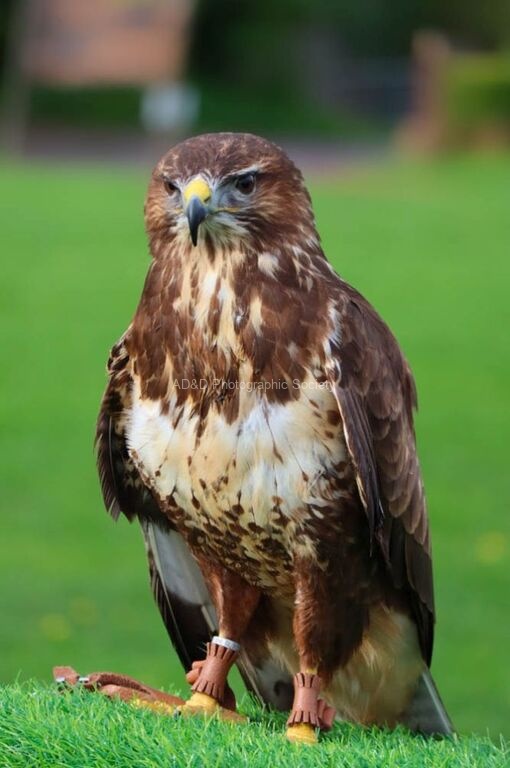 Miggy Wild - buzzard