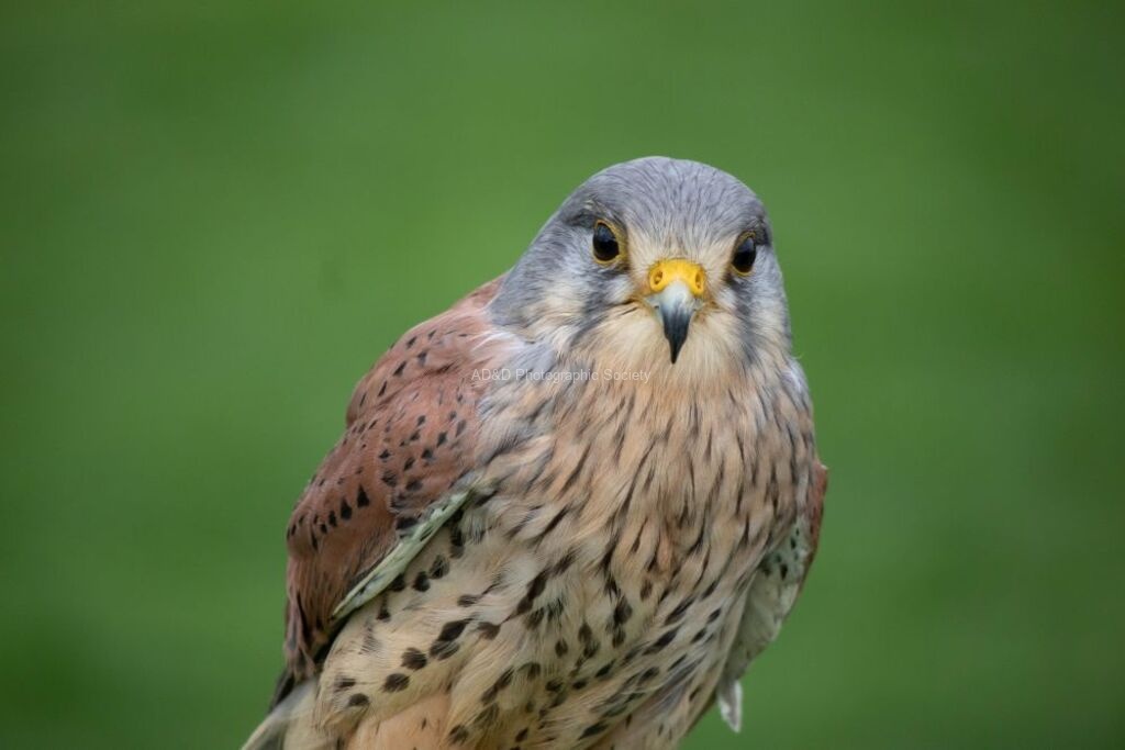 Miggy Wild - kestrel 8
