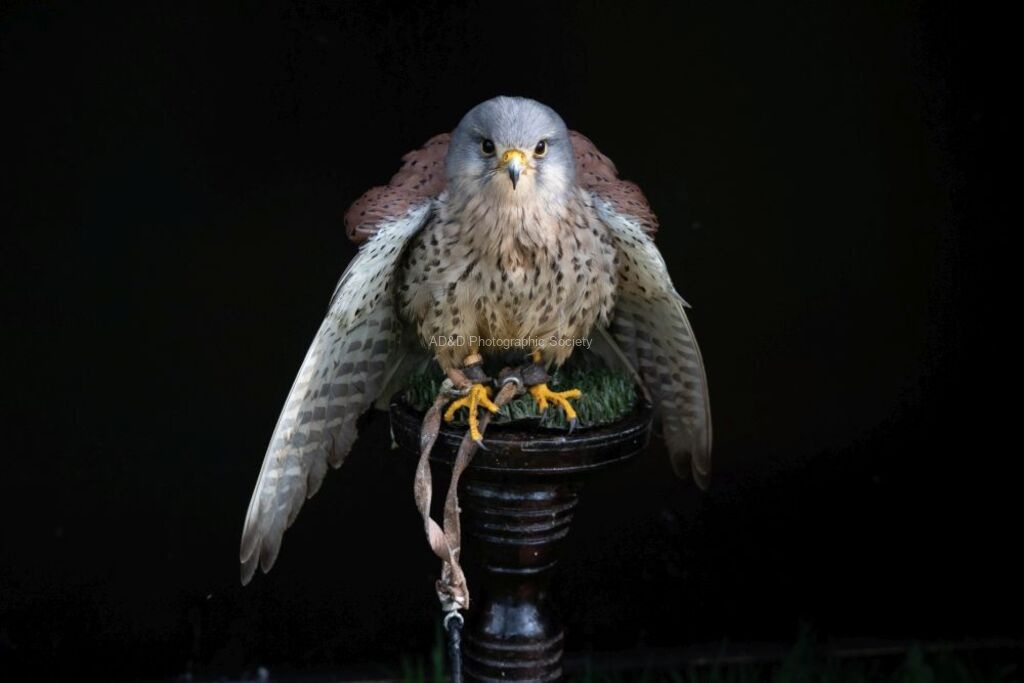 Miggy Wild - kestrel chess