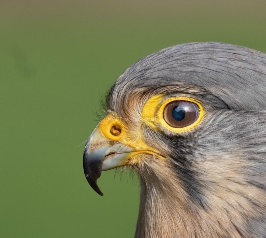 Miggy Wild - kestrel eye