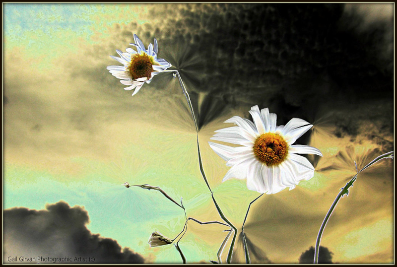 Dream Daisies