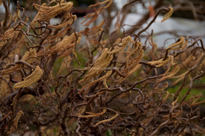 Catkins in the wind