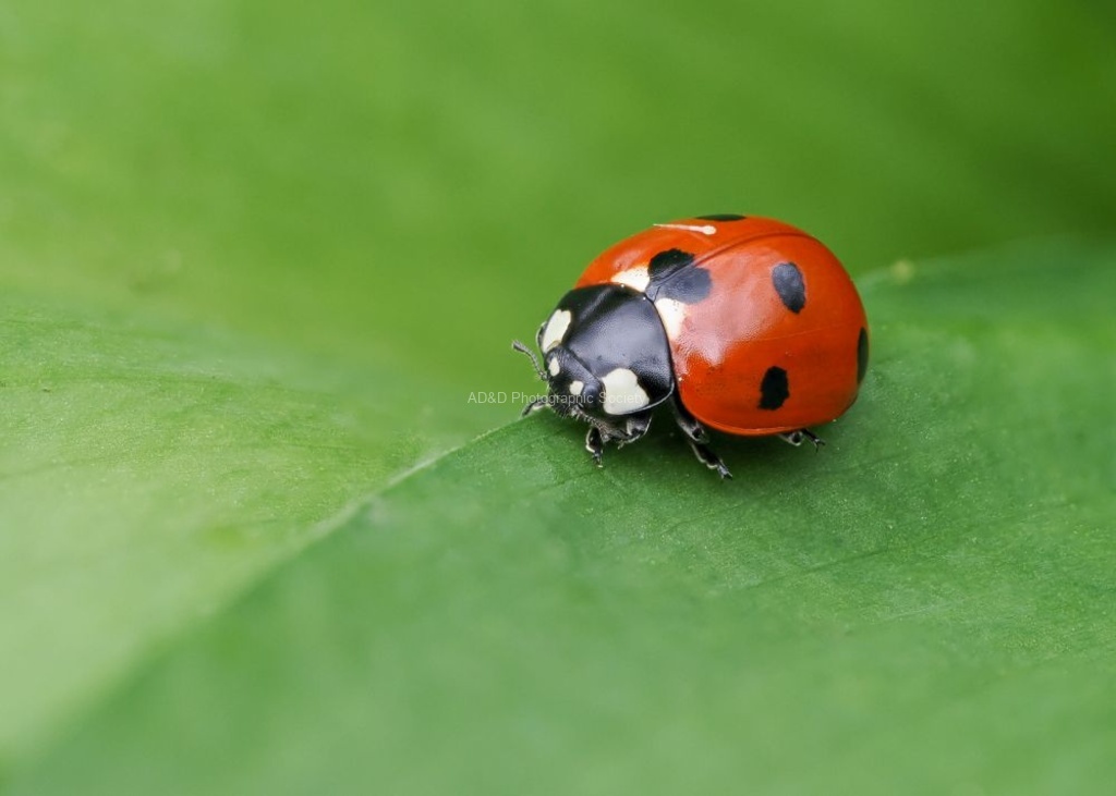 Colin Lamb - Ladybird