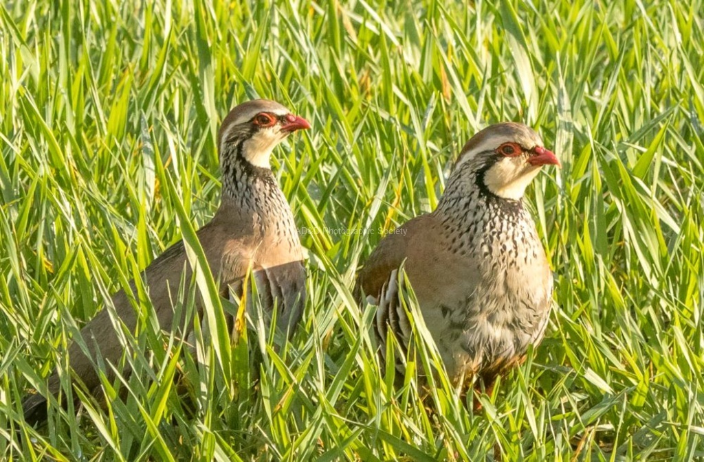 Elaine Argent - Brace of Partridge