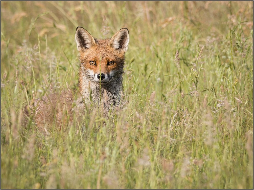 Kim Benson - Fox in the Grass