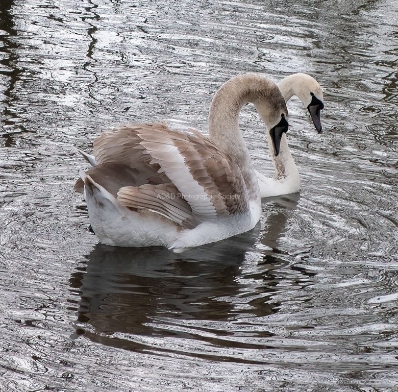 Martyn Pearse - Young Swans