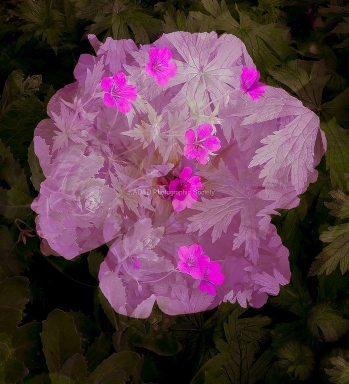 Martyn Pearse - double image