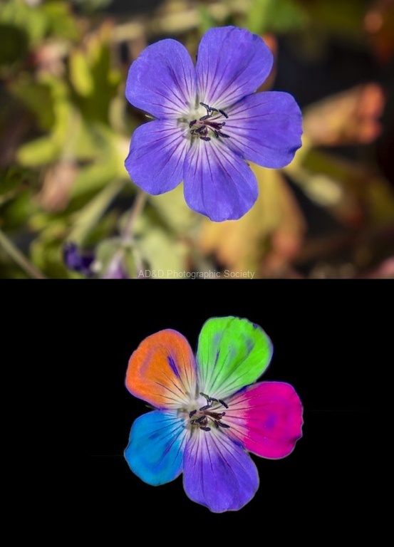 Richard Broadbent - Colours 1