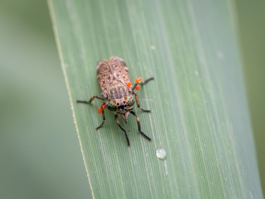 Colin Lamb - Notch-horned Cleg infested with mites