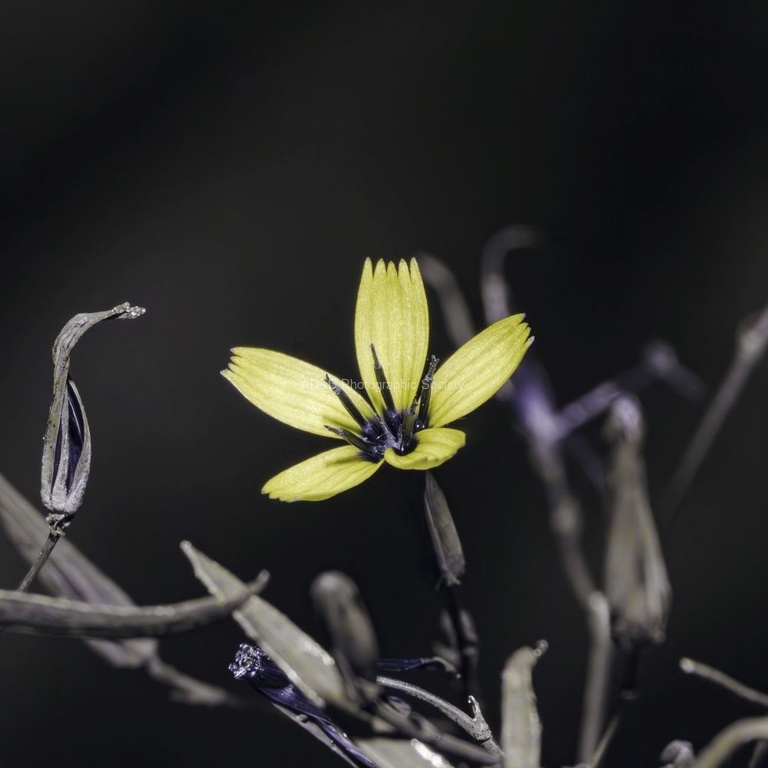 Andrew Dayer - Wild Rocket Flower UV