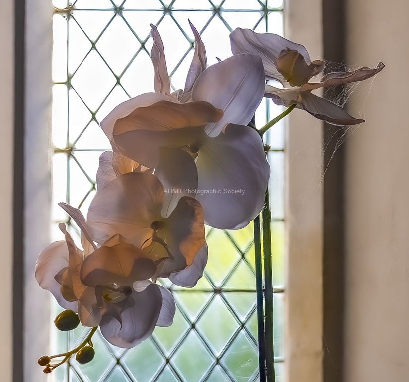 Martyn Pearse - Orchid