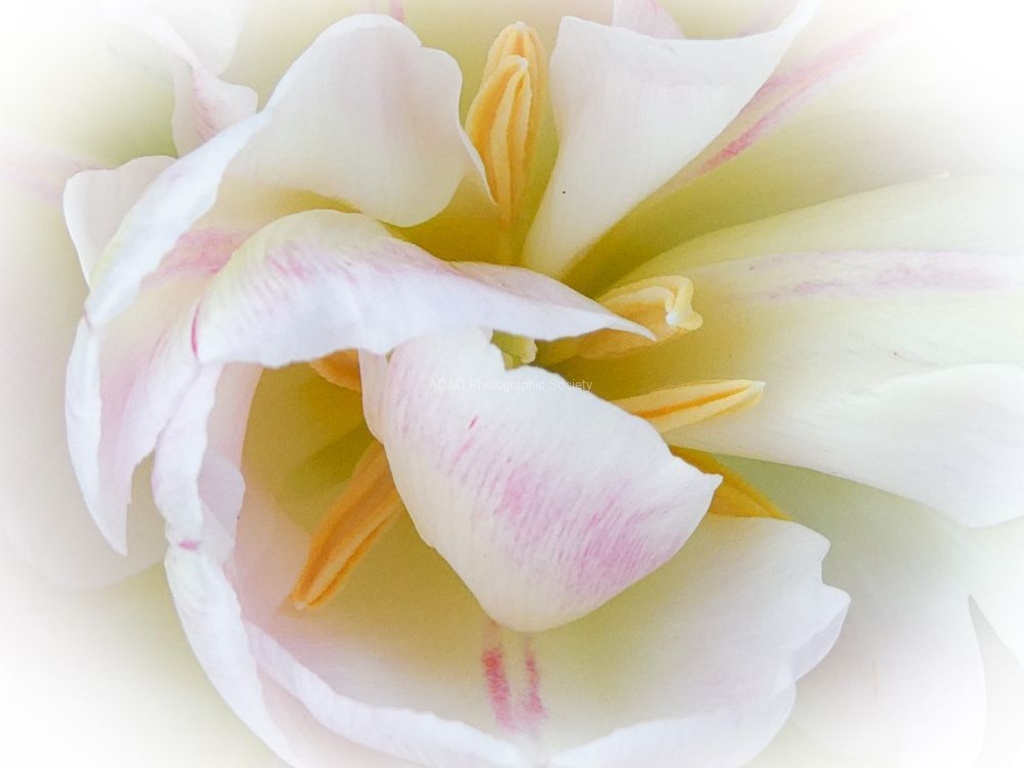 Miggy Wild - Flowers No 1