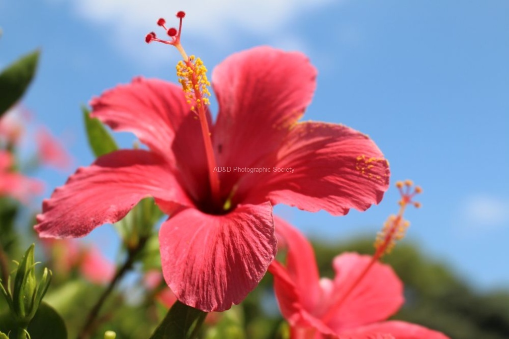 Helen Lauder - Flowers 2