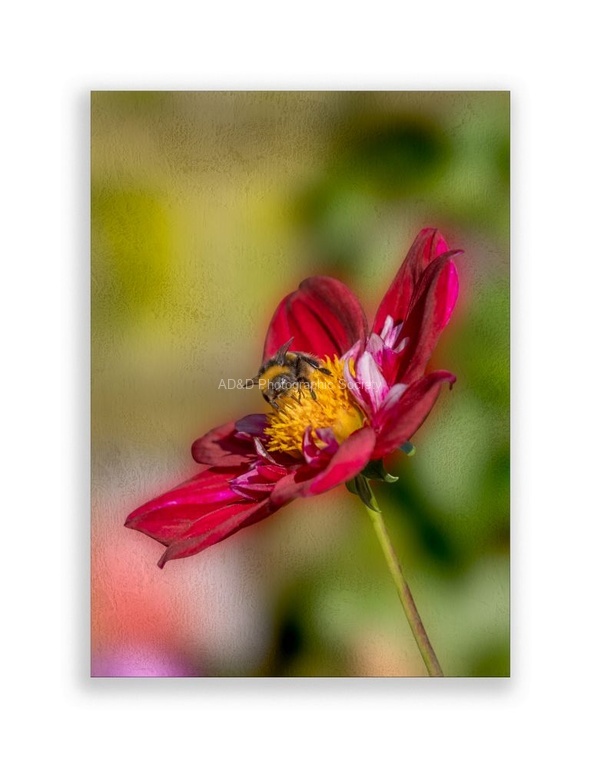 John Cavana - Bee on Dahlia